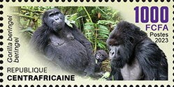 Mountain Gorilla (Gorilla beringei beringei)