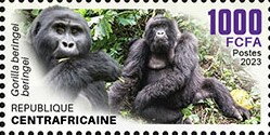 Mountain Gorilla (Gorilla beringei beringei)