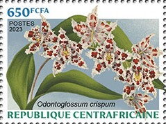 Odontoglossum crispum