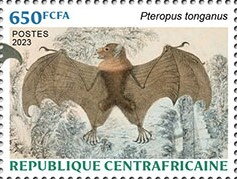 Pacific Flying-fox (Pteropus tonganus)