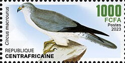 Pallid Harrier (Circus macrourus)
