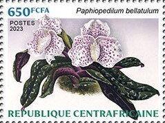 Paphiopedilum bellatulum