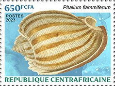 Phalium flammiferum