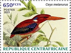 Philippine Dwarf Kingfisher (Ceyx melanurus)