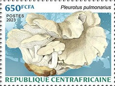 Phoenix Oyster (Pleurotus pulmonarius)