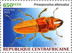 Prosopocoilus attenuatus