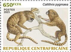 Pygmy Marmoset (Callithrix pygmaea)