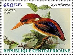Rufous-backed Dwarf-Kingfisher (Ceyx rufidorsa)