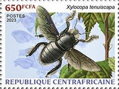 Slender-scaped Carpenter Bee (Xylocopa tenuiscapa)