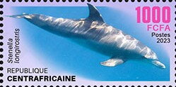 Spinner dolphin (Stenella longirostris)