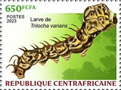 Trilocha varians larva