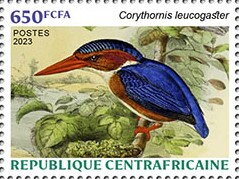 White-bellied Kingfisher (Corythornis leucogaster)