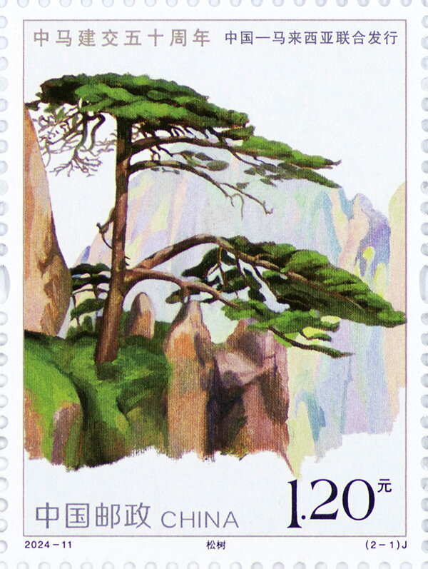 Chinese Red Pine (Pinus tabuliformis)