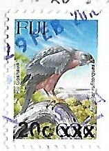 Fiji Goshawk (Accipiter rufitorques)