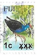 Purple Swamphen (Porphyrio porphyrio vitiensis)