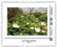 Stamp, Arums at Piton de l'eau, France,  , Flowers, Islands