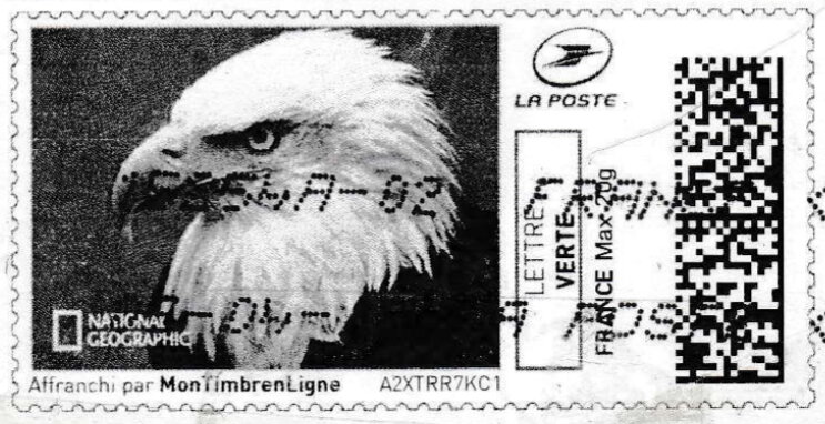 Bald Eagle (Haliaeetus leucocephalus) in black