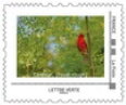 Cardinal