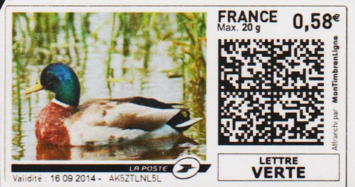 Mallard Duck