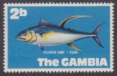 Yellowfin Tuna  (Thunnus albacares)