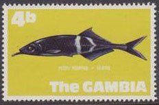 Elephantnose Fish (Gnathonemus petersii) 