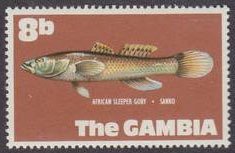 African Sleeper Goby (Eleotris africana) 