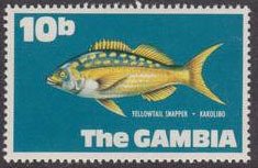 Yellowtail Snapper (Ocyurus chrysurus)