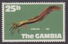 West African Eel Catfish (Gymnallabes typus) 