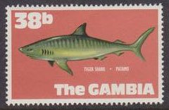 Tiger Shark (Galeocerdo cuvieri)
