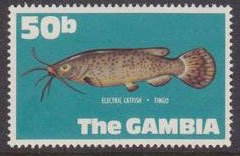 Electric Catfish (Malapterurus electricus) 