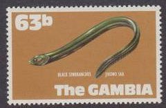 Swamp Eel (Synbranchus sp.) 