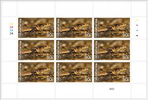 Full Pane, Andalusian Wall Lizard (Podarcis vaucheri), Gibraltar,  , Animals (Fauna)