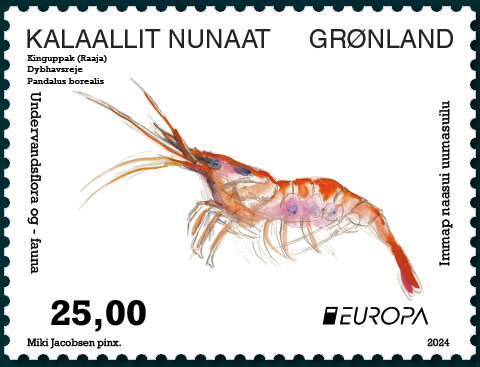 Northern Prawn (Pandalus borealis)