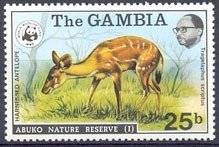 Bushbuck (Tragelaphus scriptus) 