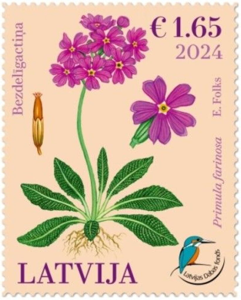 Bird's Eye Primrose (Primula farinosa)
