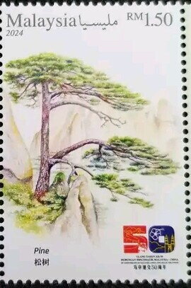 Chinese Red Pine (Pinus tabuliformis)