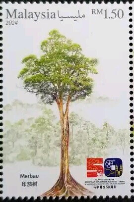 Merbau (Intsia bijuga)