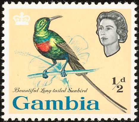 Beautiful Sunbird (Nectarinia pulchella) 