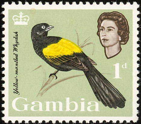 Yellow-mantled Widowbird (Euplectes macrourus)  