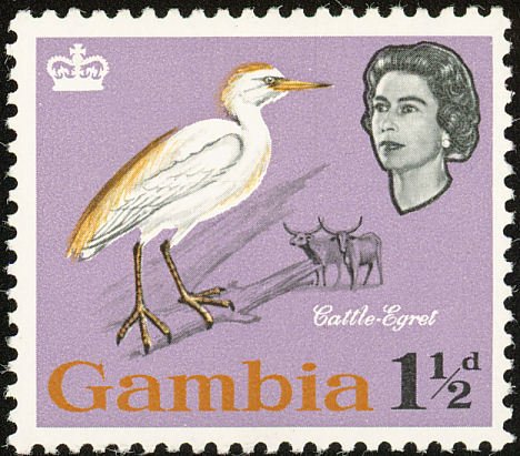 Cattle Egret (Bubulcus ibis)