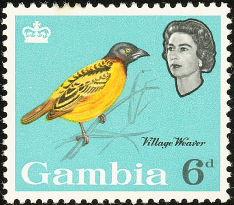 Village Weaver (Textor cucullatus)
