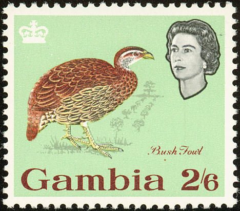Double-spurred Francolin (Francolinus bicalcaratus)  