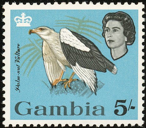 Palm-nut Vulture (Gypohierax angolensis)