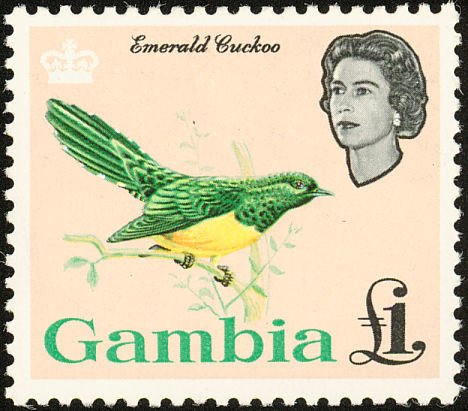 African Emerald Cuckoo (Chrysococcyx cupreus) 