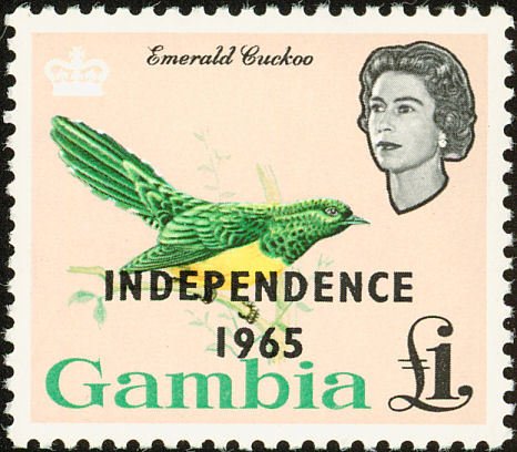 African Emerald Cuckoo (Chrysococcyx cupreus)