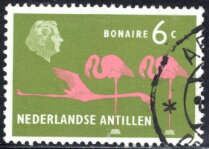 American Flamingo (Phoenicopterus ruber), Bonaire
