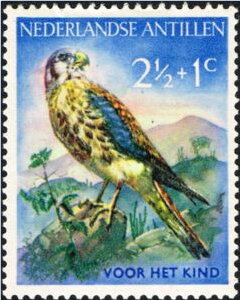 American Kestrel (Falco sparverius)