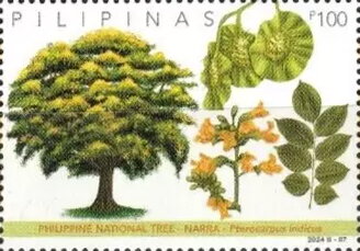 Narra Tree (Pterocarpus indicus)