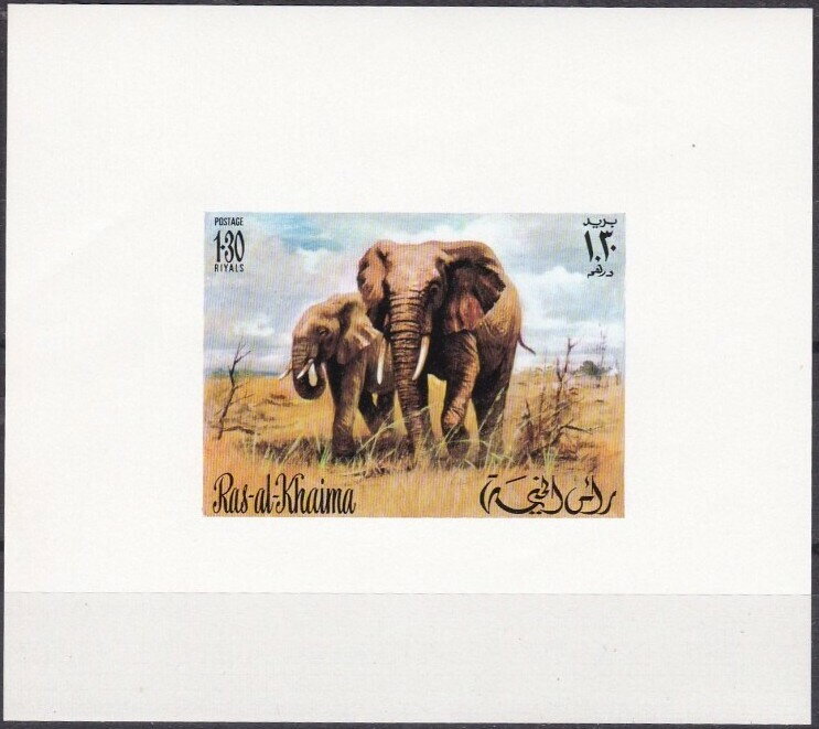 African Elephant (Loxodonta africana)