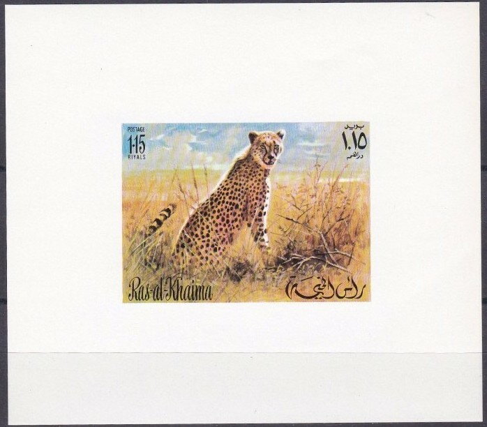 Cheetah (Acinonyx jubatus)